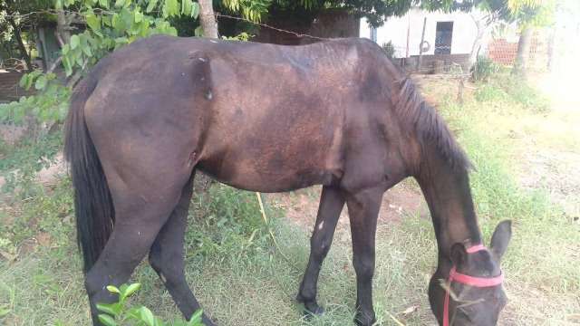 Fallo contra el maltrato animal